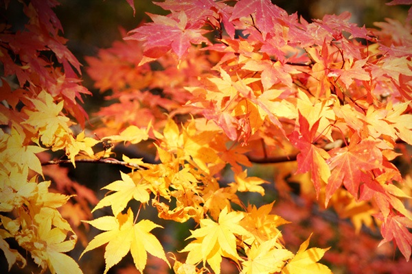 autumn yuen